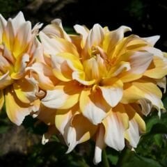 Seattle Dahlia Yıldız Çiçeği Kök - Dalya - Şampanya