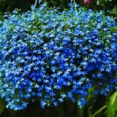 Mavi Lobelya Çiçeği Tohumu - Lobelia Siphilitica
