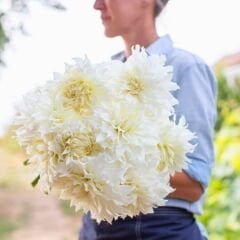 Snowbound Dahlia Yıldız Çiçeği Kök - Dalya - Beyaz