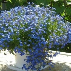 Mavi Lobelya Çiçeği Tohumu - Lobelia Siphilitica