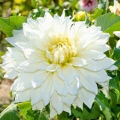 Snowbound Dahlia Yıldız Çiçeği Kök - Dalya - Beyaz