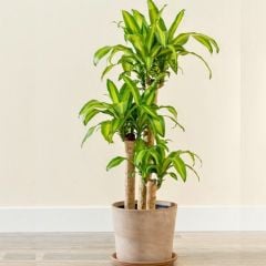 Dracaena Massangeana Tek Dikim 110 cm