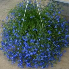 Mavi Lobelya Çiçeği Tohumu - Lobelia Siphilitica