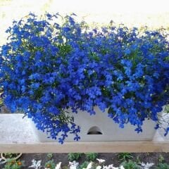 Mavi Lobelya Çiçeği Tohumu - Lobelia Siphilitica