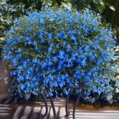 Mavi Lobelya Çiçeği Tohumu - Lobelia Siphilitica