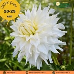 Snowbound Dahlia Yıldız Çiçeği Kök - Dalya - Beyaz