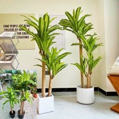 Dracaena Massangeana Tek Dikim 110 cm