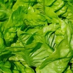 Lital Marul Tohumu Geleneksel