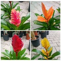 Vriesea carinata İthal - Viresiya - Alev Kılıcı