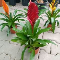 Vriesea carinata İthal - Viresiya - Alev Kılıcı