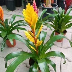 Vriesea carinata İthal - Viresiya - Alev Kılıcı