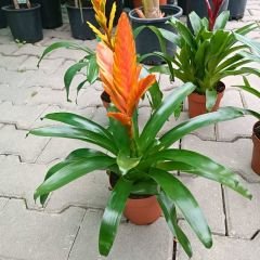 Vriesea carinata İthal - Viresiya - Alev Kılıcı