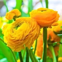Ranunculus – Düğün Çiçeği Soğanı - Sarı