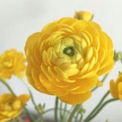 Ranunculus – Düğün Çiçeği Soğanı - Sarı