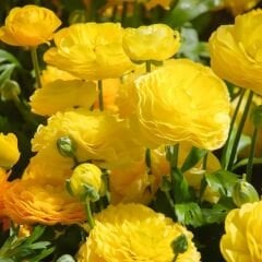 Ranunculus – Düğün Çiçeği Soğanı - Sarı