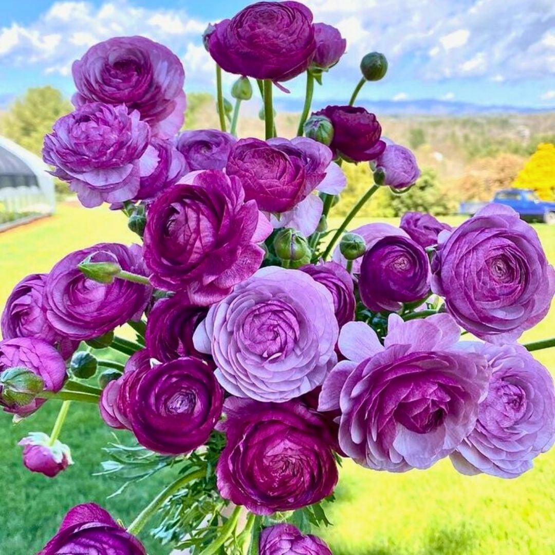 Ranunculus – Düğün Çiçeği Soğanı - Purple