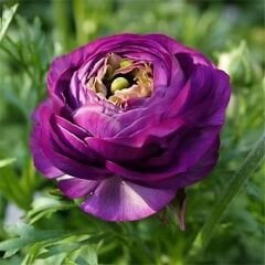 Ranunculus – Düğün Çiçeği Soğanı - Purple