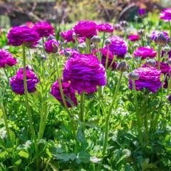 Ranunculus – Düğün Çiçeği Soğanı - Purple