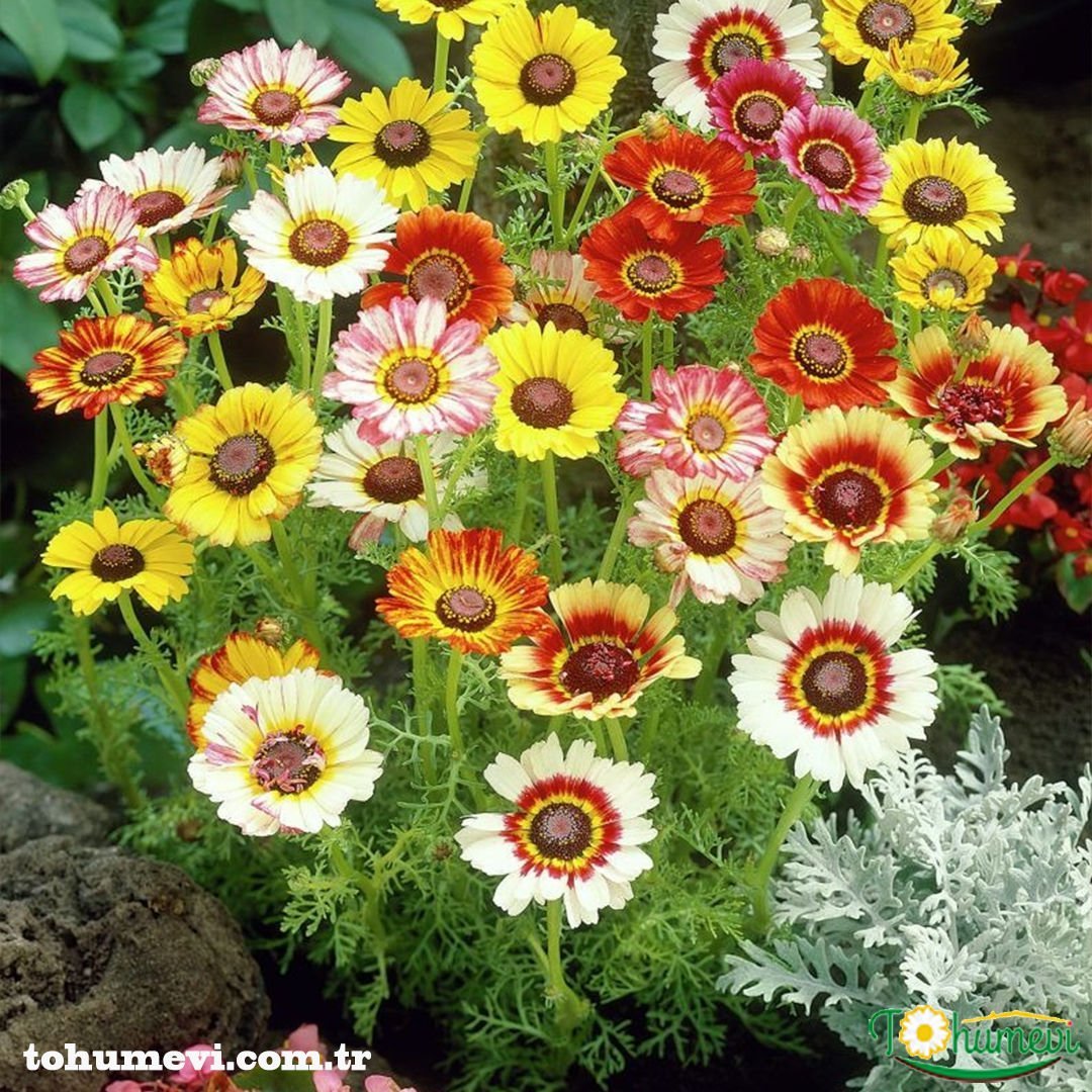 Üç Renkli Papatya Çiçeği Tohumu – Chrysanthemum Carinatum