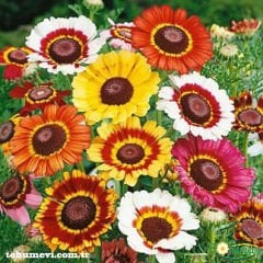 Üç Renkli Papatya Çiçeği Tohumu – Chrysanthemum Carinatum