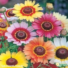 Üç Renkli Papatya Çiçeği Tohumu – Chrysanthemum Carinatum