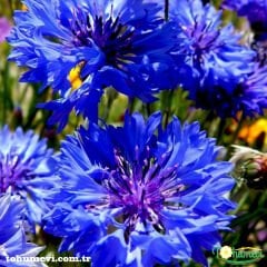 Mavi Kantaron Çiçeği Tohumu - Centaurea Cyanus
