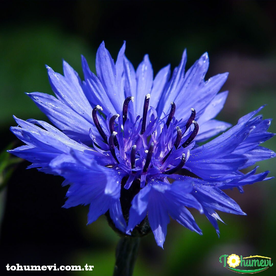 Mavi Kantaron Çiçeği Tohumu - Centaurea Cyanus
