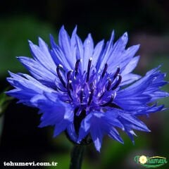 Mavi Kantaron Çiçeği Tohumu - Centaurea Cyanus