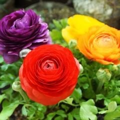Ranunculus – Düğün Çiçeği Soğanı - Mix