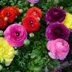 Ranunculus – Düğün Çiçeği Soğanı - Mix