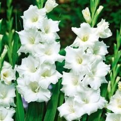 Argenta Gladiolus - Glayöl Soğanı - Beyaz