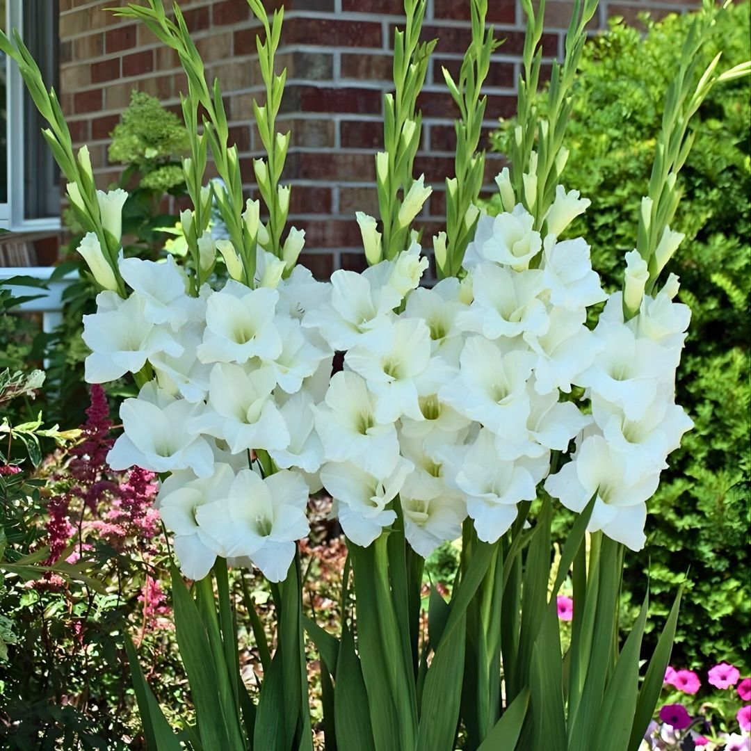 Argenta Gladiolus - Glayöl Soğanı - Beyaz