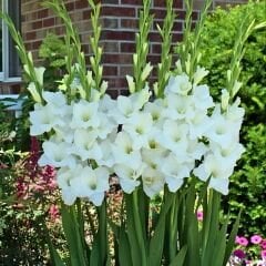 Argenta Gladiolus - Glayöl Soğanı - Beyaz