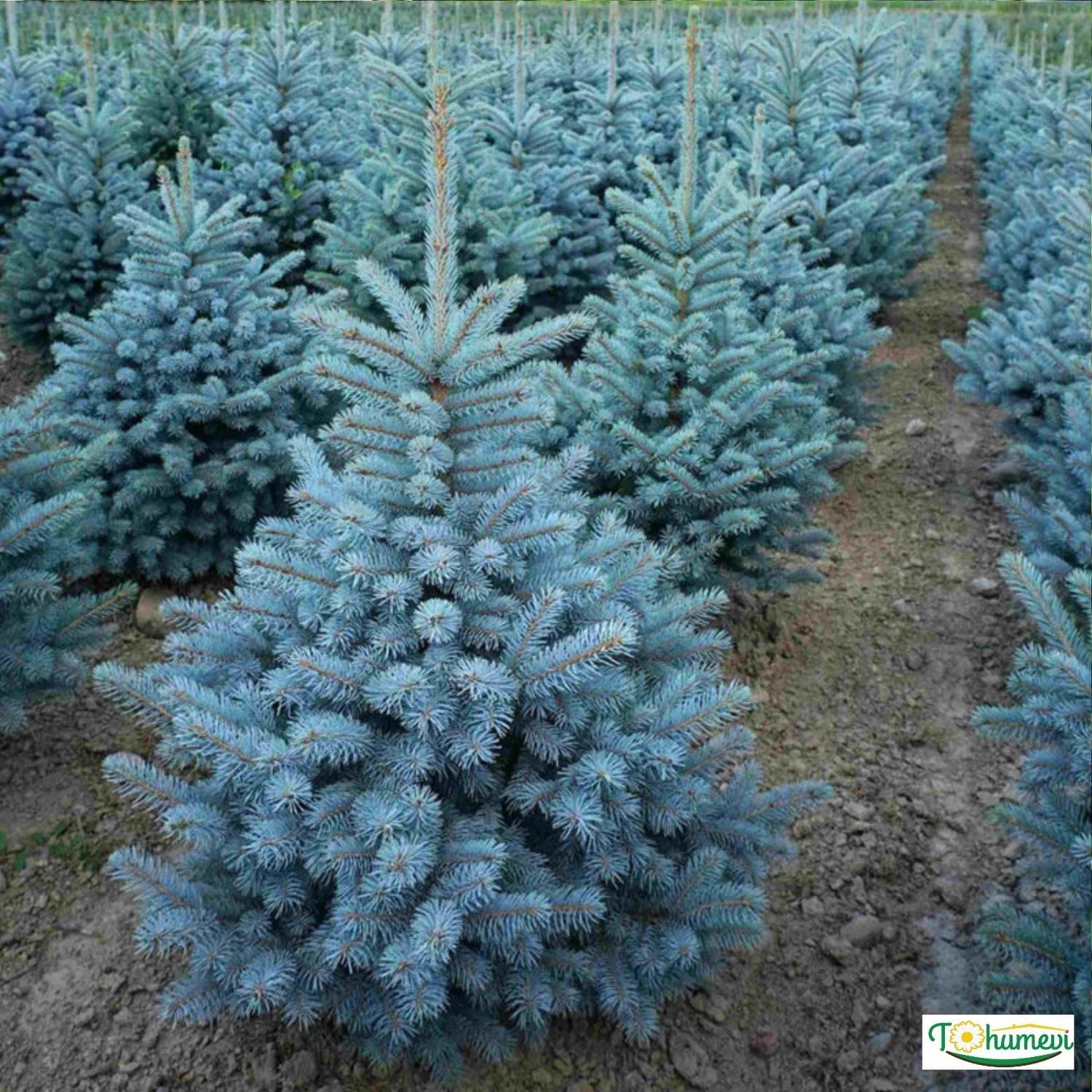 Mavi Ladin Ağacı Tohumu - Picea Pungens