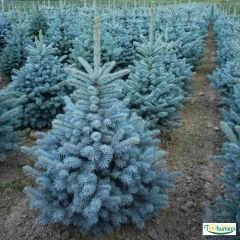 Mavi Ladin Ağacı Tohumu - Picea Pungens