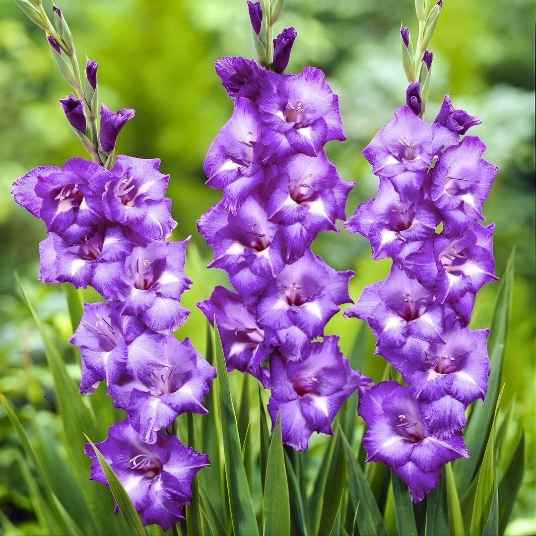 Blue Isle Gladiolus - Glayöl Soğanı - Mavi