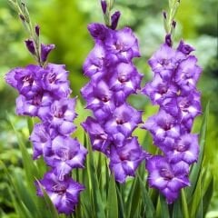 Blue Isle Gladiolus - Glayöl Soğanı - Mavi