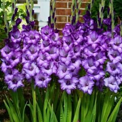 Blue Isle Gladiolus - Glayöl Soğanı - Mavi