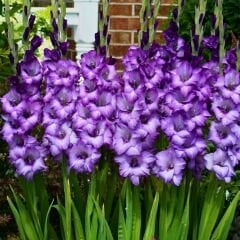 Blue Isle Gladiolus - Glayöl Soğanı - Mavi