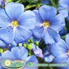 Keten Çiçeği Tohumu Mavi -  Linum