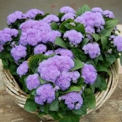 Mavi Vapur Dumani Çiçeği Tohumu - Ageratum Houstonianum