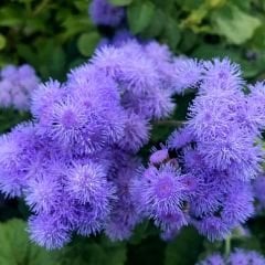 Mavi Vapur Dumani Çiçeği Tohumu - Ageratum Houstonianum