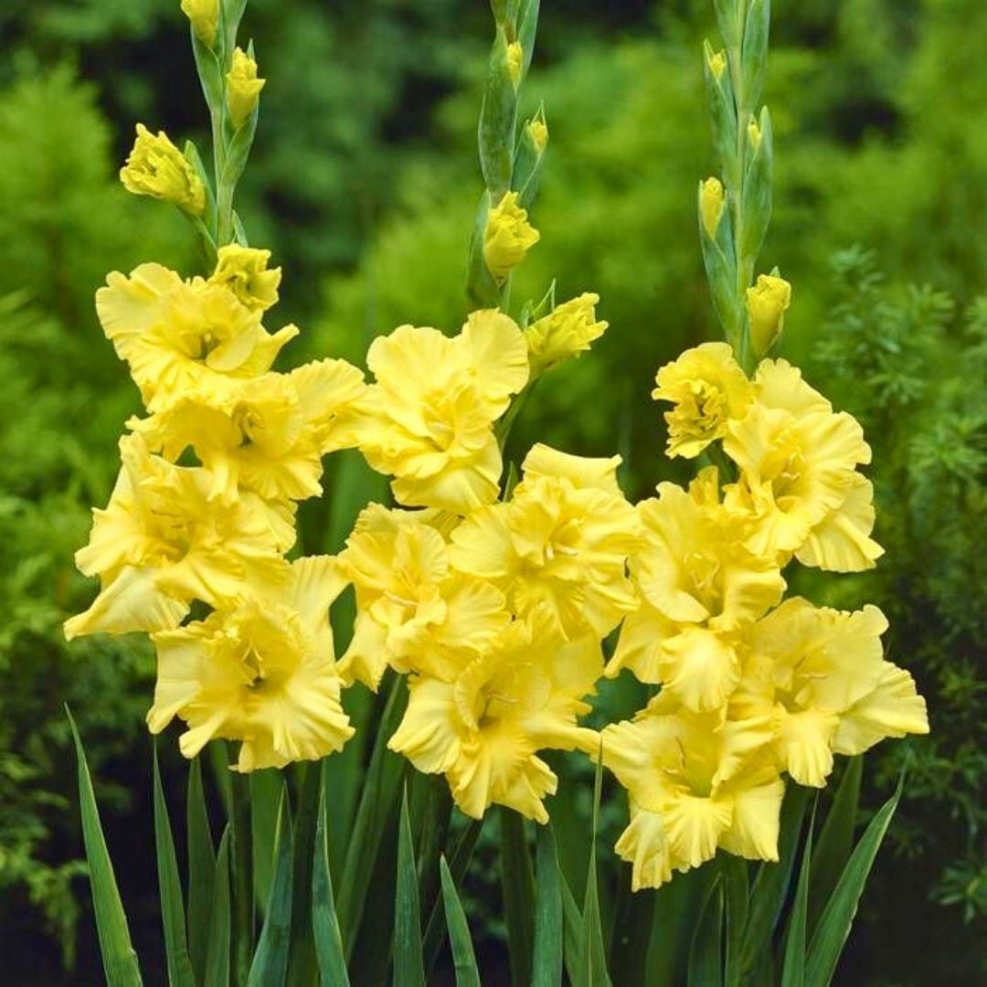 Charisma Glayöl Soğanı - Gladiolus - Sarı