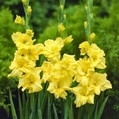 Charisma Glayöl Soğanı - Gladiolus - Sarı