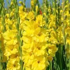 Charisma Glayöl Soğanı - Gladiolus - Sarı