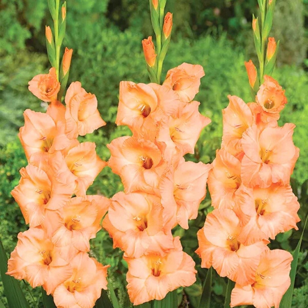 Georgia Peach Glayöl Soğanı - Gladiolus - Somon