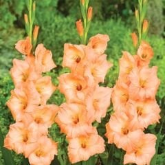 Georgia Peach Glayöl Soğanı - Gladiolus - Somon