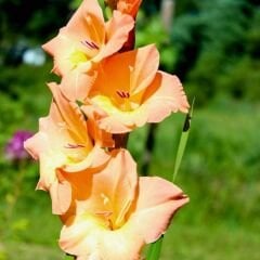 Georgia Peach Glayöl Soğanı - Gladiolus - Somon