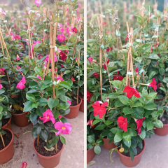 Mandevilla Çiçeği 24 cm Saksıda