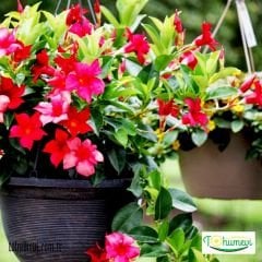 ﻿Mandevilla Çiçeği Saksıda - Rocktrompet Pembe